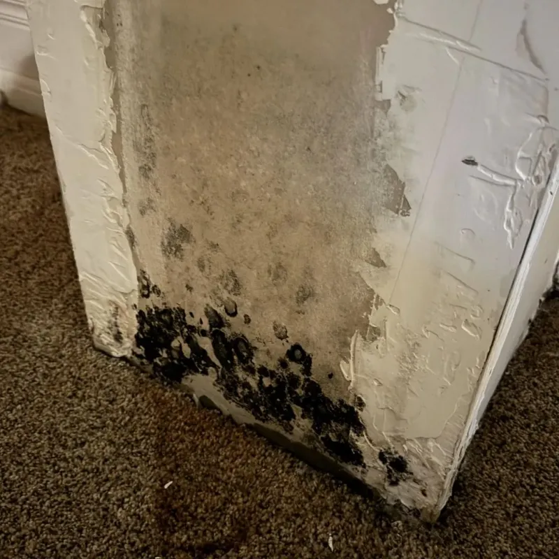 Professional Mold Removal in Blue Ash, OH